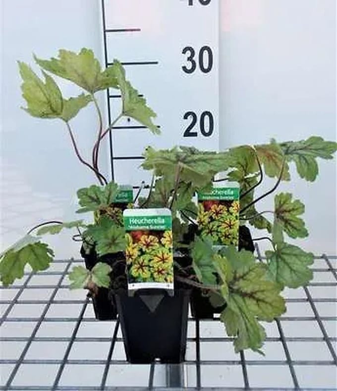 6x Schuimklokje - Heucherella hybr. 'Alabama Sunrise' | 9x9 cm pot