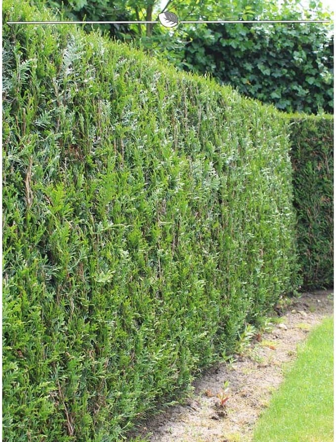 Levensboom Thuja plicata Martin 120-140 cm, 20x Haagplant
