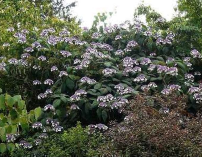 1 x Hydrangea aspera 'Macrophylla' - Fluweelhortensia 25- 30 cm in pot