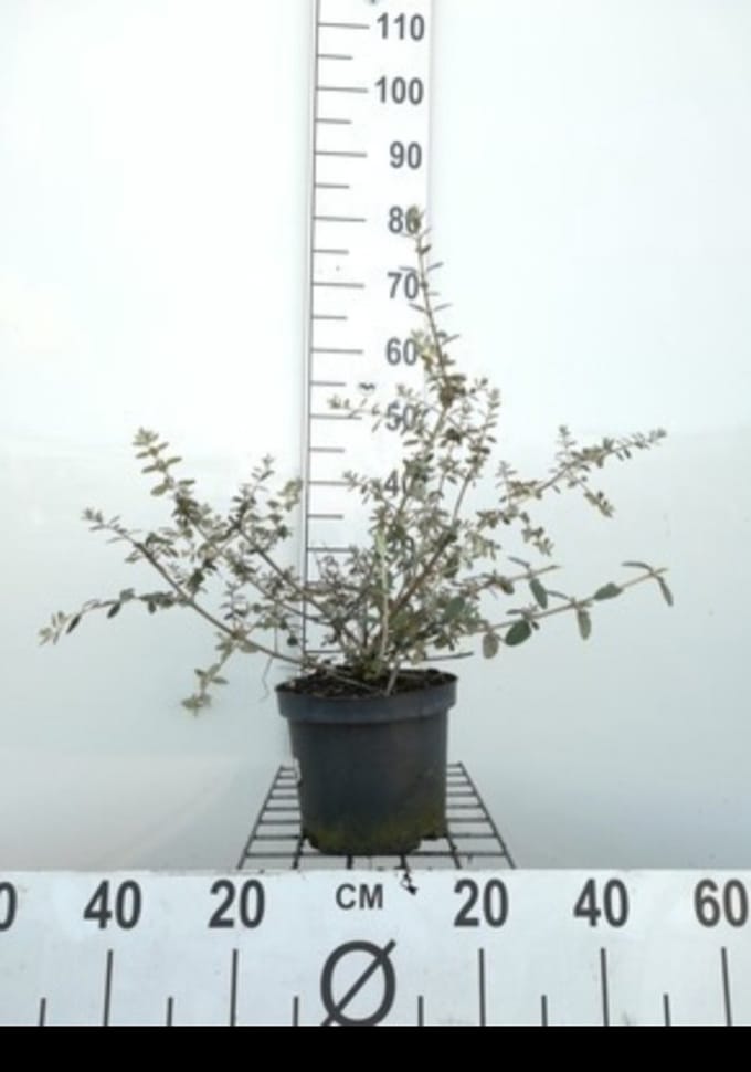 Teucrium fruticans - Gamander 30- 40 cm in pot