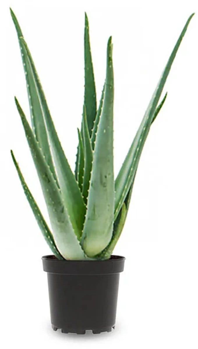 JUNAVERA Aloe Vera | In 12 cm pot