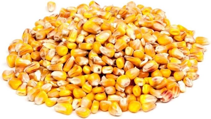 Konacorn Franse Mais | 18 kg Pluimveevoer