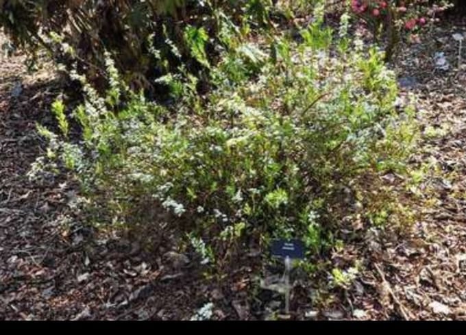 Spiraea thunbergii - Spierstruik 40- 60 cm in pot