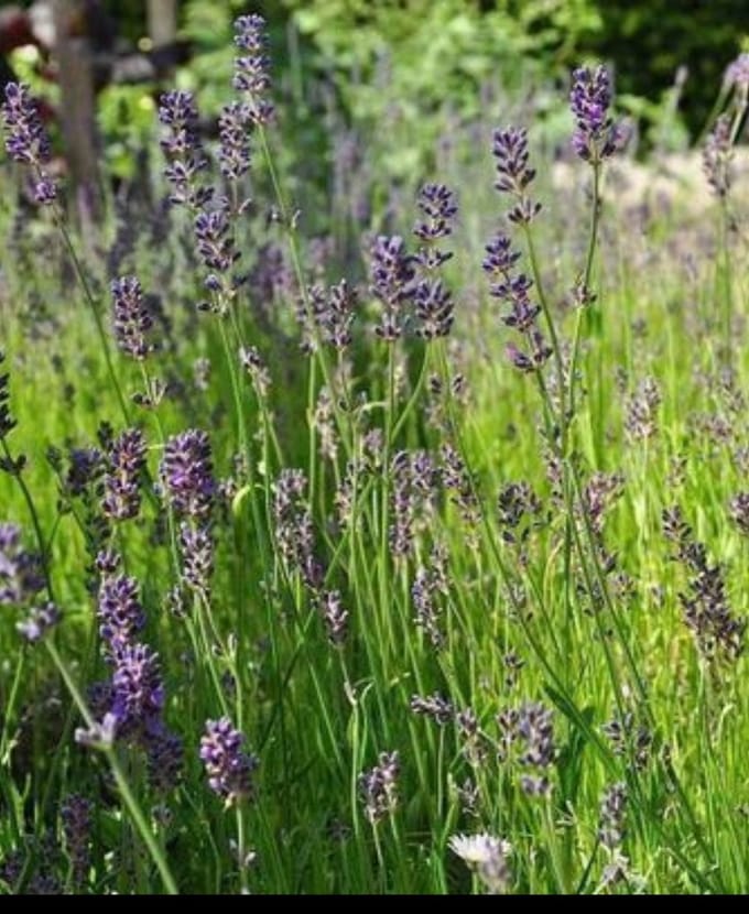 2 x Lavandula ang. 'Munstead' - Lavendel In pot 2 liter
