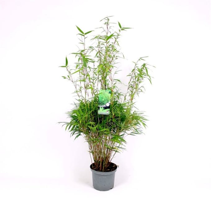 Plantes de jardin - Un ensemble 1 - Fargesia rufa - (5L) 80-100 cm