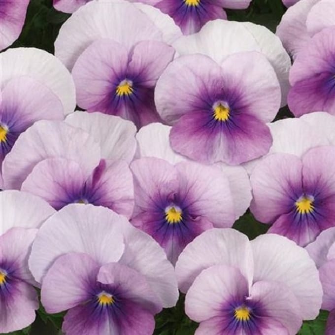 Viooltje Twix Rose Frost
