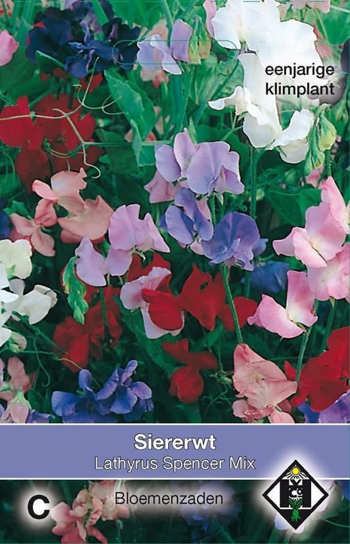 2 stuks Lathyrus odoratus Spencer Mix