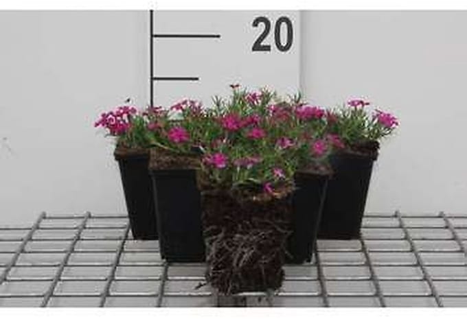 6x Vlambloem - Phlox (d) 'Crackerjack' | 9x9 cm pot