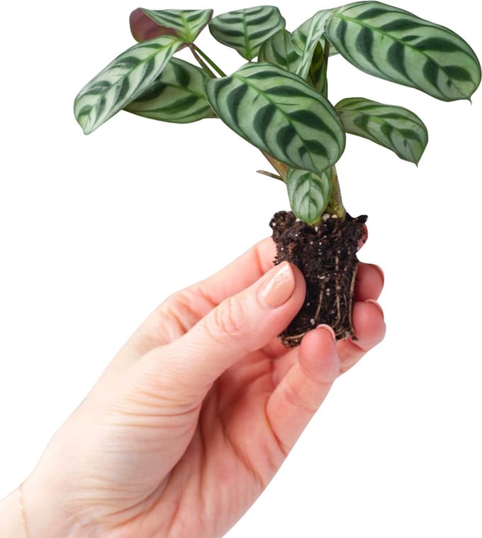 PLNTS - Ctenanthe Burle Marxii - Kamerplant - Kweekpot 14 cm - Hoogte 30 cm
