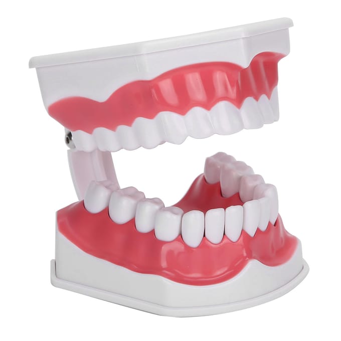 Tanden Onderwijs Model 2X Vergroot Tanden Model Tandarts Onderwijs Trainingstool white