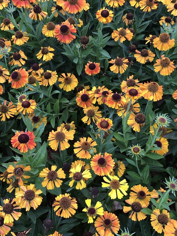 6x Zonnekruid - Helenium hybr. 'Short'n Sassy' | 9x9 cm pot