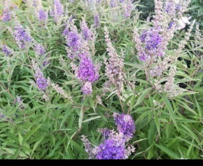 Vitex agnus-castus 'Delta Blues'® - Monnikspeper 60- 80 cm in pot
