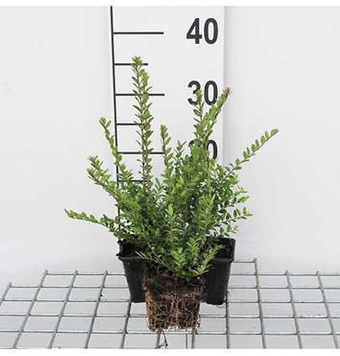 12x Chinese Kamperfoelie - Lonicera nit. 'Elegant' | 9x9 cm pot