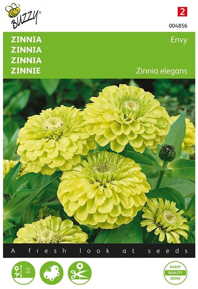 Zinnia Envy (Zinnia elegans)