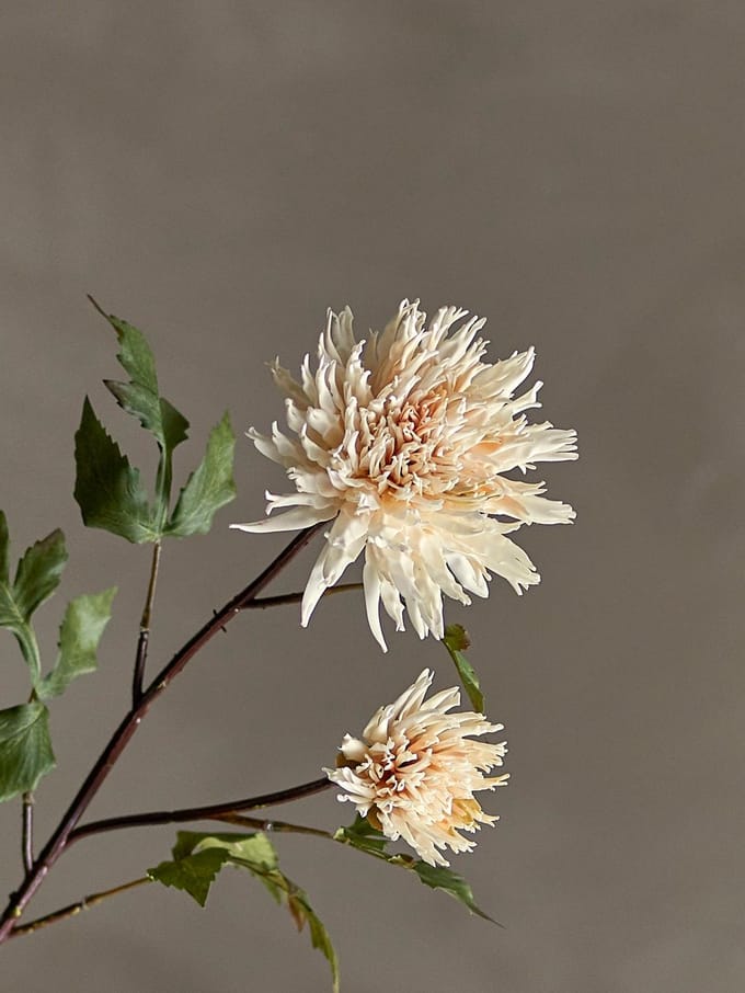 Bloomingville Chrysantemum