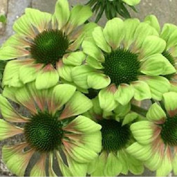 3 x Echinacea Purpurea 'Green Envy' - Zonnehoed pot 9x9cm