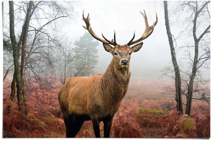 Poster Hert in het bos - 61 x 91,5 - Papier - REINDERS