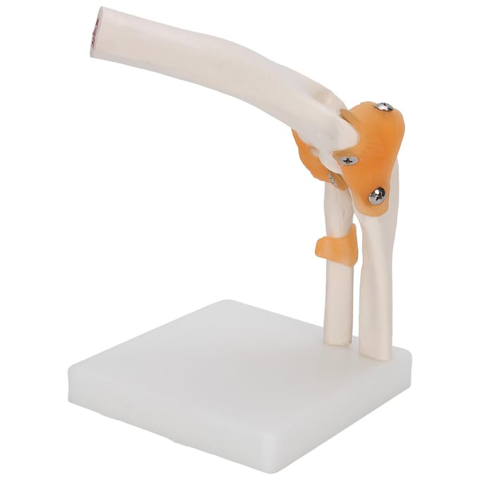 Modèle d'articulation du coude Taille réelle Modèle squelettique précis du coude pour étude Présentation Enseignement beige