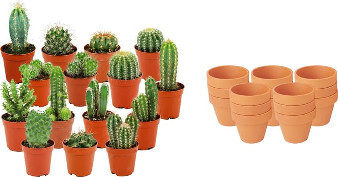 ZynesFlora - Mini Cactus Mix - 15 Stuks - Ø 8,1 cm Terracotta Bloempotten - 5-10 cm