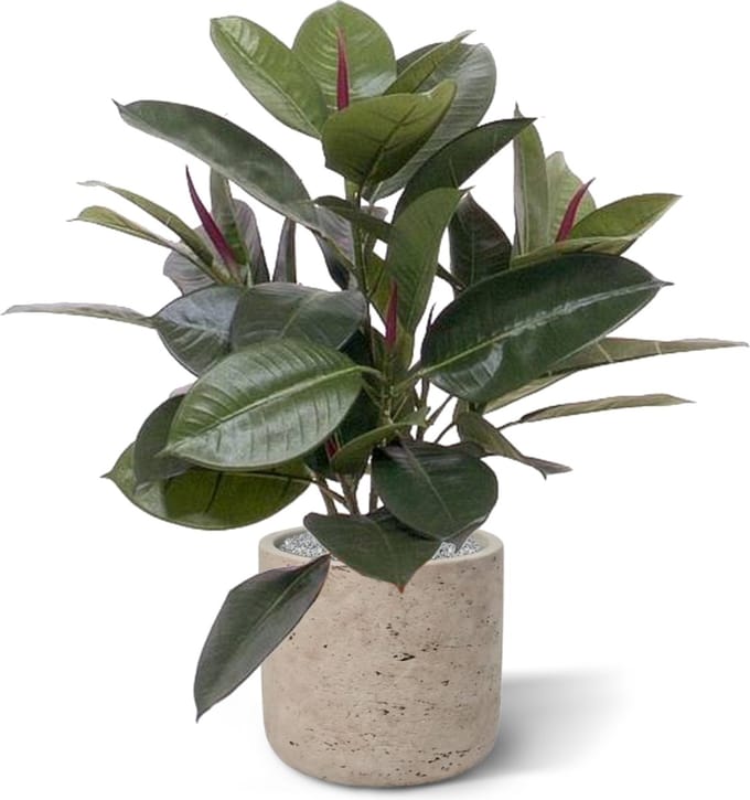 Philodendron Window kunstplant 50cm
