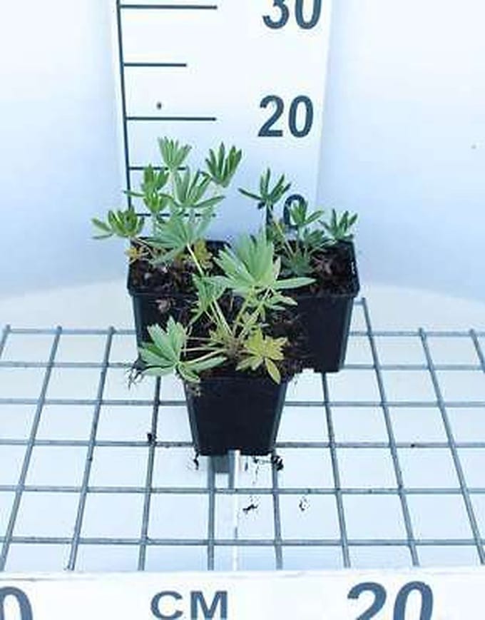 6x Lupine - Lupinus hybr. 'Gallery Yellow' | 9x9 cm pot