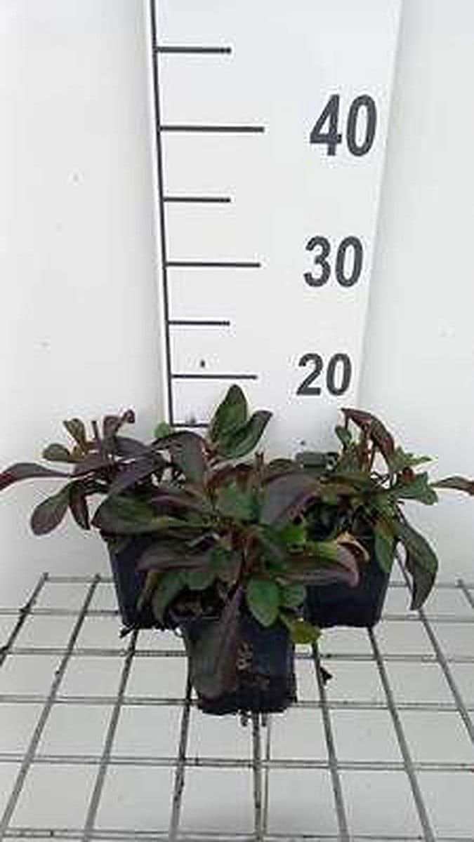6x Schildpadbloem - Penstemon hybr. 'Dark Towers' | 9x9 cm pot