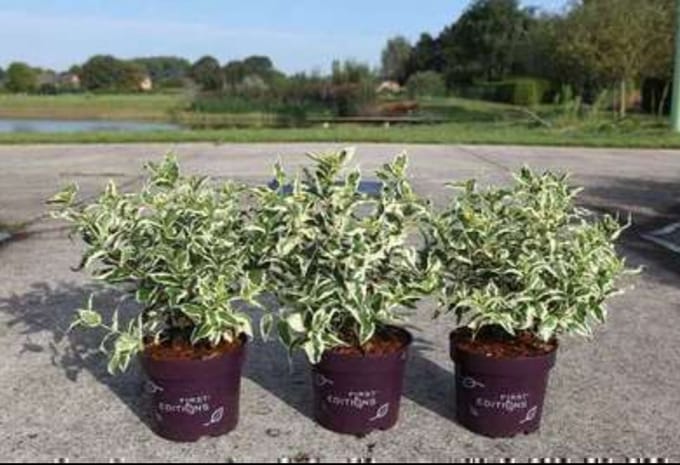 Diervilla sess. 'Cool Splash'® - Boskamperfoelie 30- 40 cm in pot