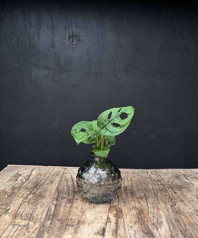 Lofe Jive glas klein | Hydroponie | glas grijs gekleurd puntjes met Monstera Adansonii| per stuk