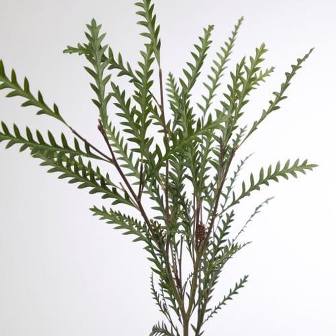 5x Sg grevillea ivanhoe 50cm