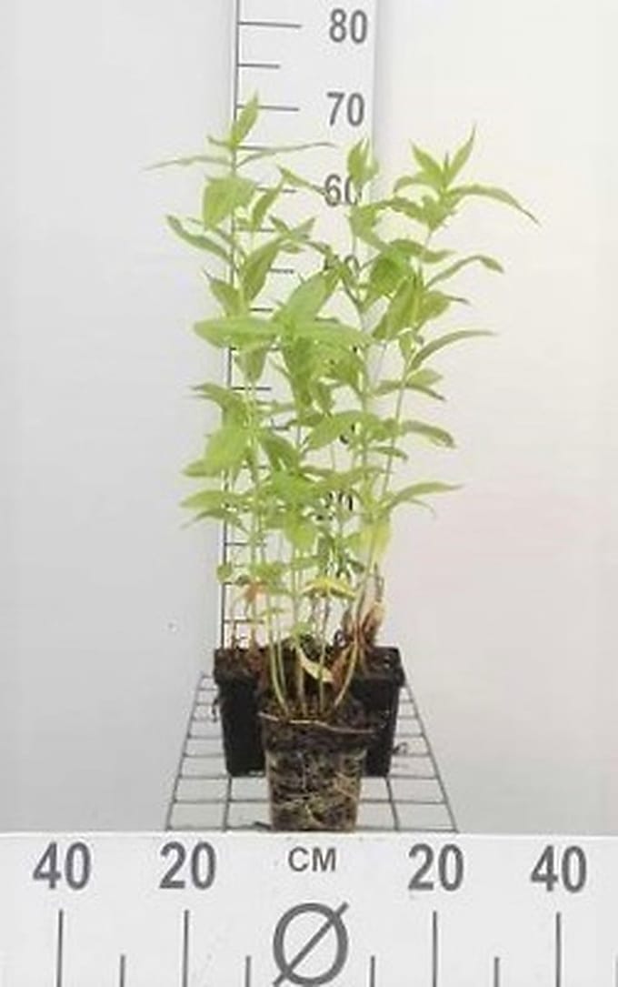 6x Vlambloem - Phlox (p) 'White Admiral' | 9x9 cm pot