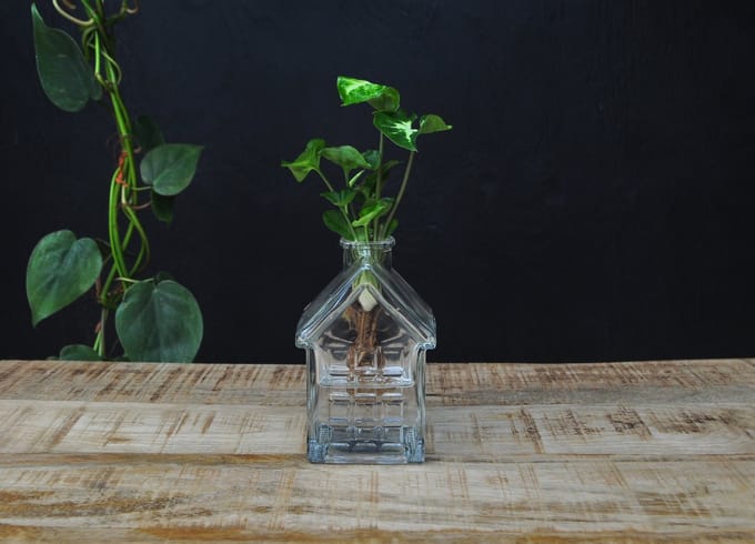 INTENZ® | OSLO | Glazen huisvaasje met Syngonium Pixie op water