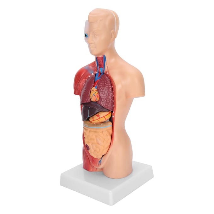28cm Menselijk Torso Model Afneembare Interne Organen Onderwijs Anatomisch Assemblagemodel brown