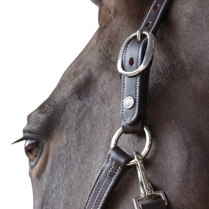 Gevoerd lederen halster voor paarden Canter