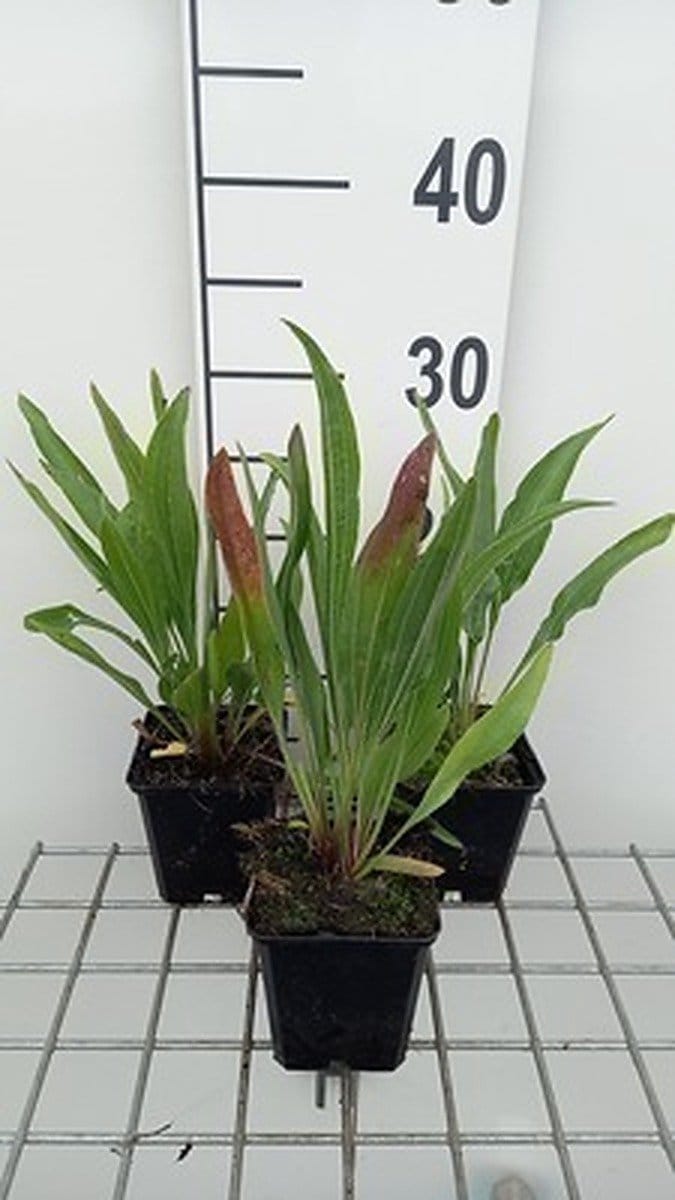 6x Zonnehoed - Echinacea pallida 'Hula Dancer' | pot 9 x 9 cm