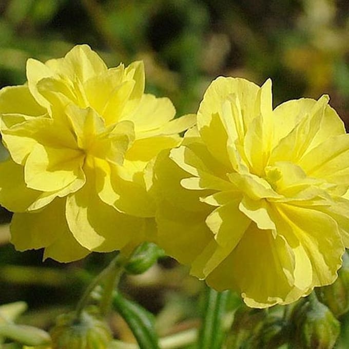 6 x Helianthemum 'Sulphureum Plenum' - Zonneroosje Pot 9x9 cm - Geelbloeiende Struik