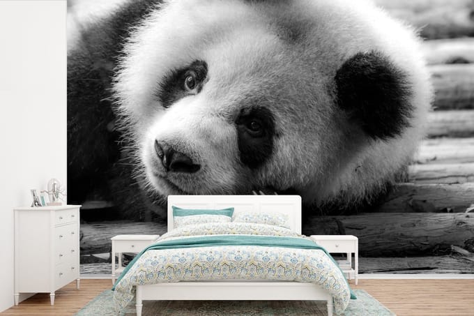 Behang - Fotobehang Rustende panda in het zwart-wit - Breedte 330 cm x hoogte 220 cm