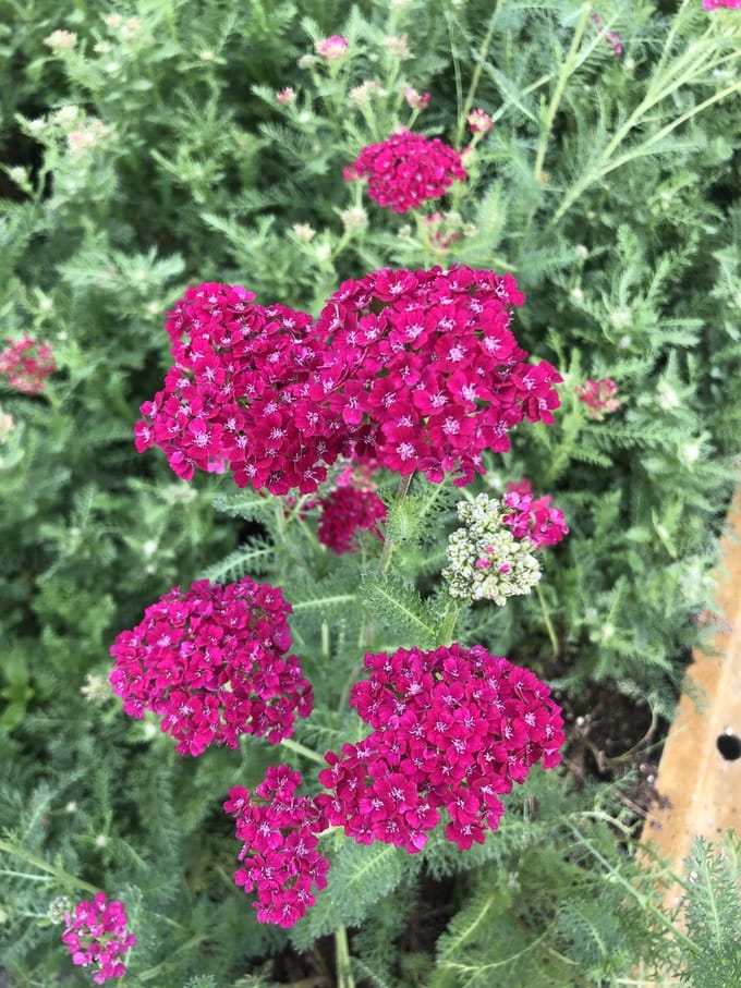 6 x Achillea millefolium 'Pomegranate' - Duizendblad - pot 9 x 9 cm