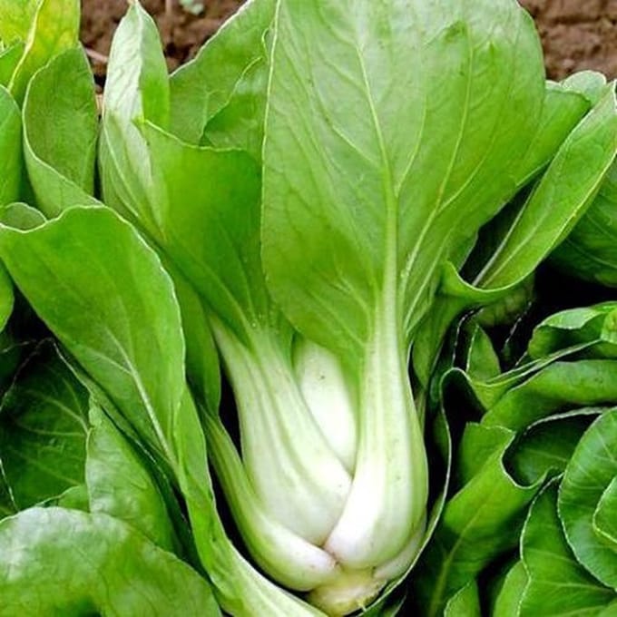Chinese kool zaden - Pak Choi