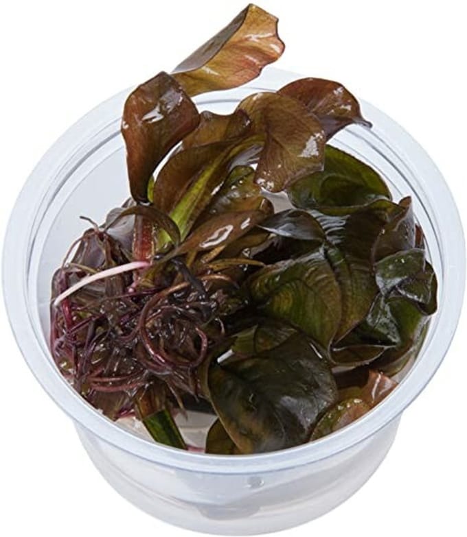 Echinodorus Reni 100cc InVitro - Aquariumplant in cup - Aquarium decoratie- Moerings