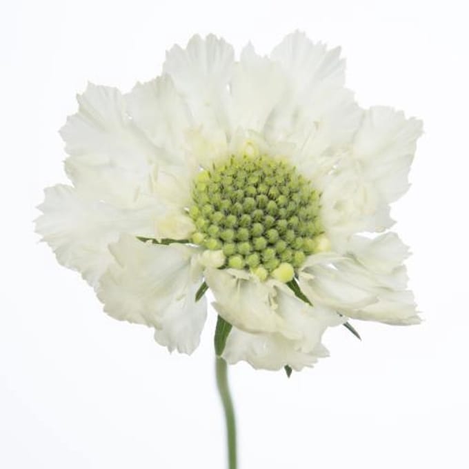 10x Scabiosa caucasia wit 60cm