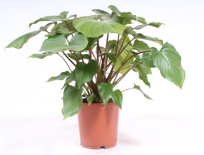 Homalomena rubescens ‘Maggy’ - Hoogte 60cm - Pot 24cm