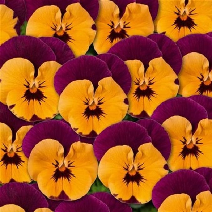 Violen Twix Special Orange F1