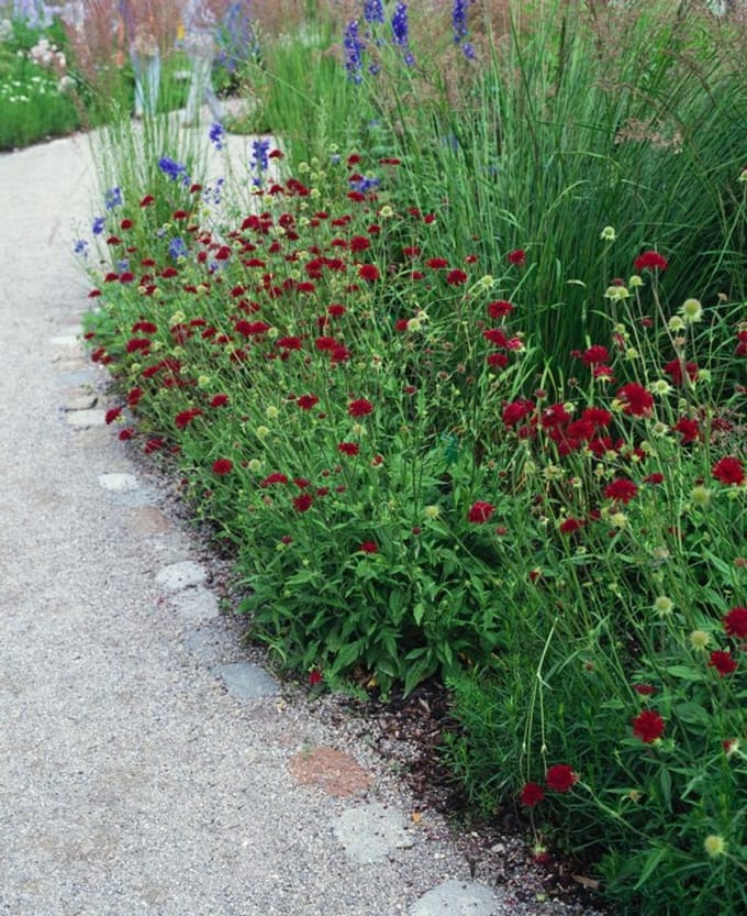 Plantes de jardin - Un ensemble 1 - Knautia macedonica - (2L)