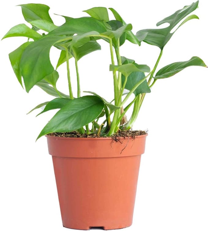 PLNTS - Rhaphidophora Tetrasperma - Kamerplant - Kweekpot 13 cm - Hoogte 30 cm