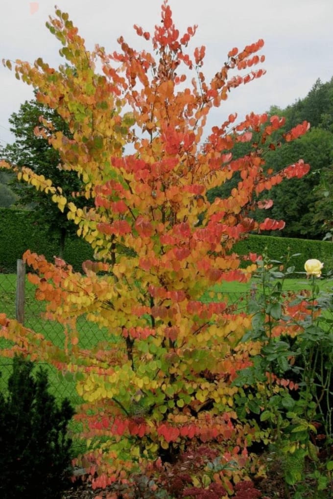 Jonge Perzisch ijzerhout boom | Parrotia persica 'Bella' | 100-150cm hoogte