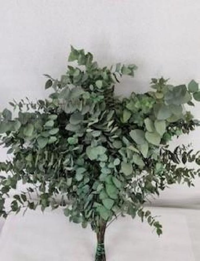 5x Dc eucalyptus stuart.groen gestabiliseerd 70cm