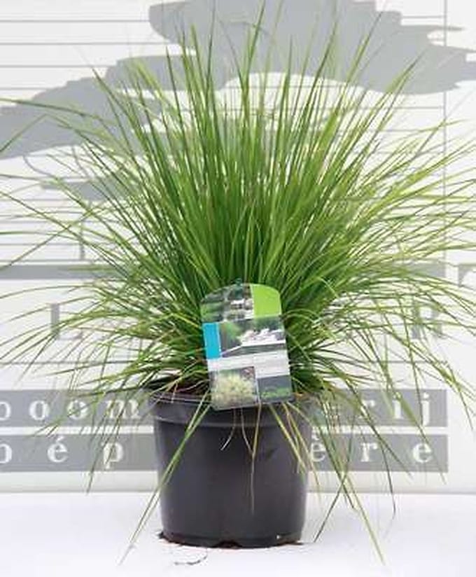 6x Ruwe smele - Deschampsia cesp. 'Goldtau' | 9x9 cm pot