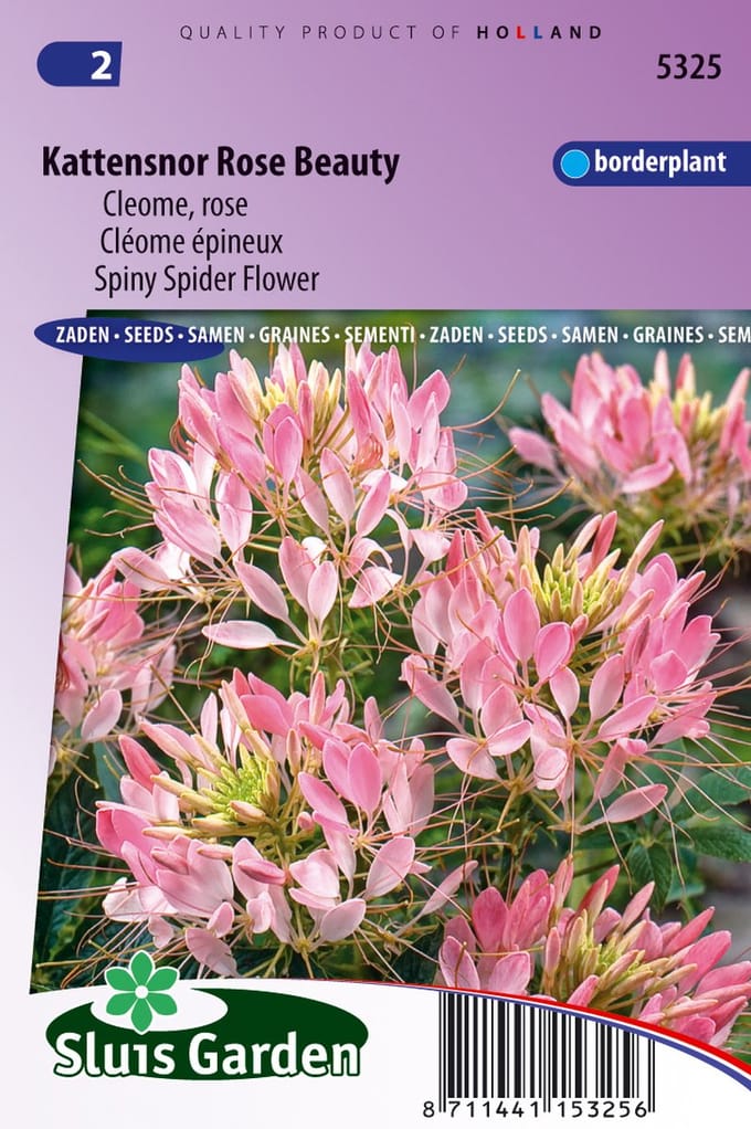Sluis Garden - Kattensnor Rose Beauty (Cleome)