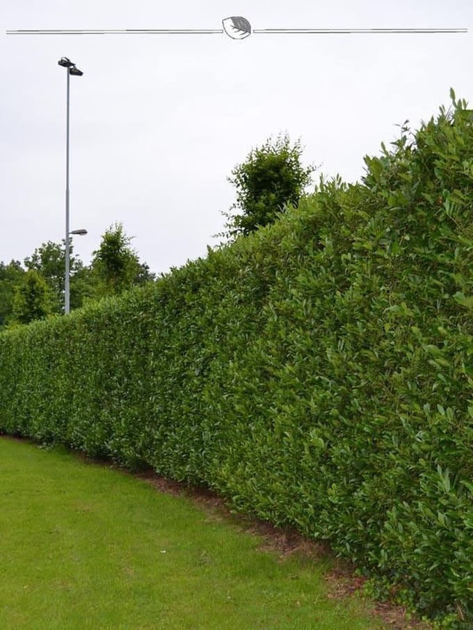 Laurier Prunus Caucasica 120-140 cm, 10x Haagplant