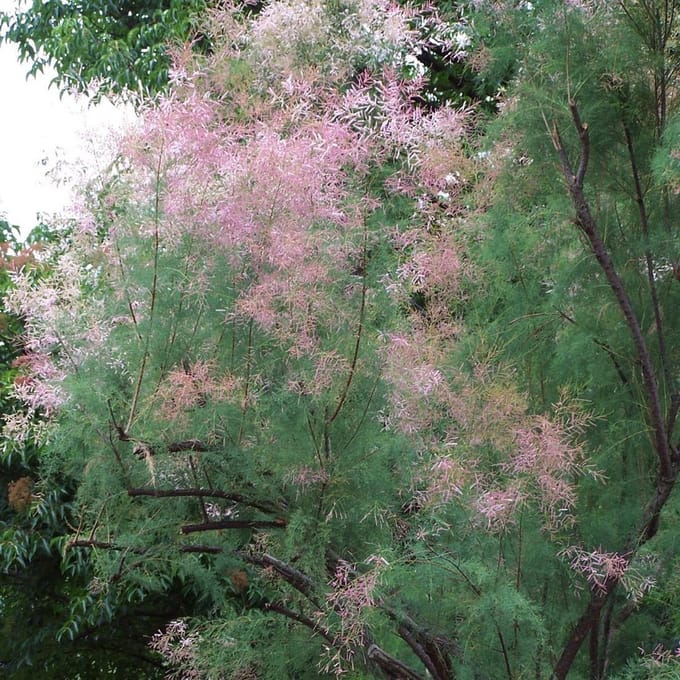 Tamarix ramosissima 'Pink Cascade - Tamariks 60-80 cm in pot